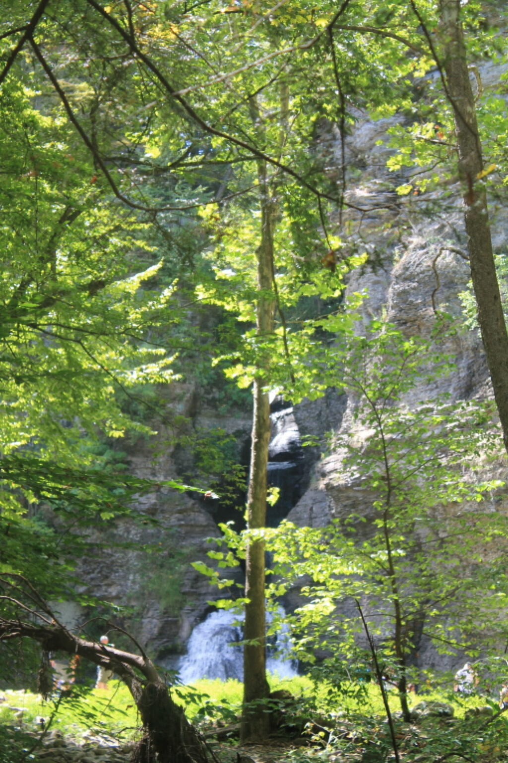 Photo: Lower Falls Thru Trees