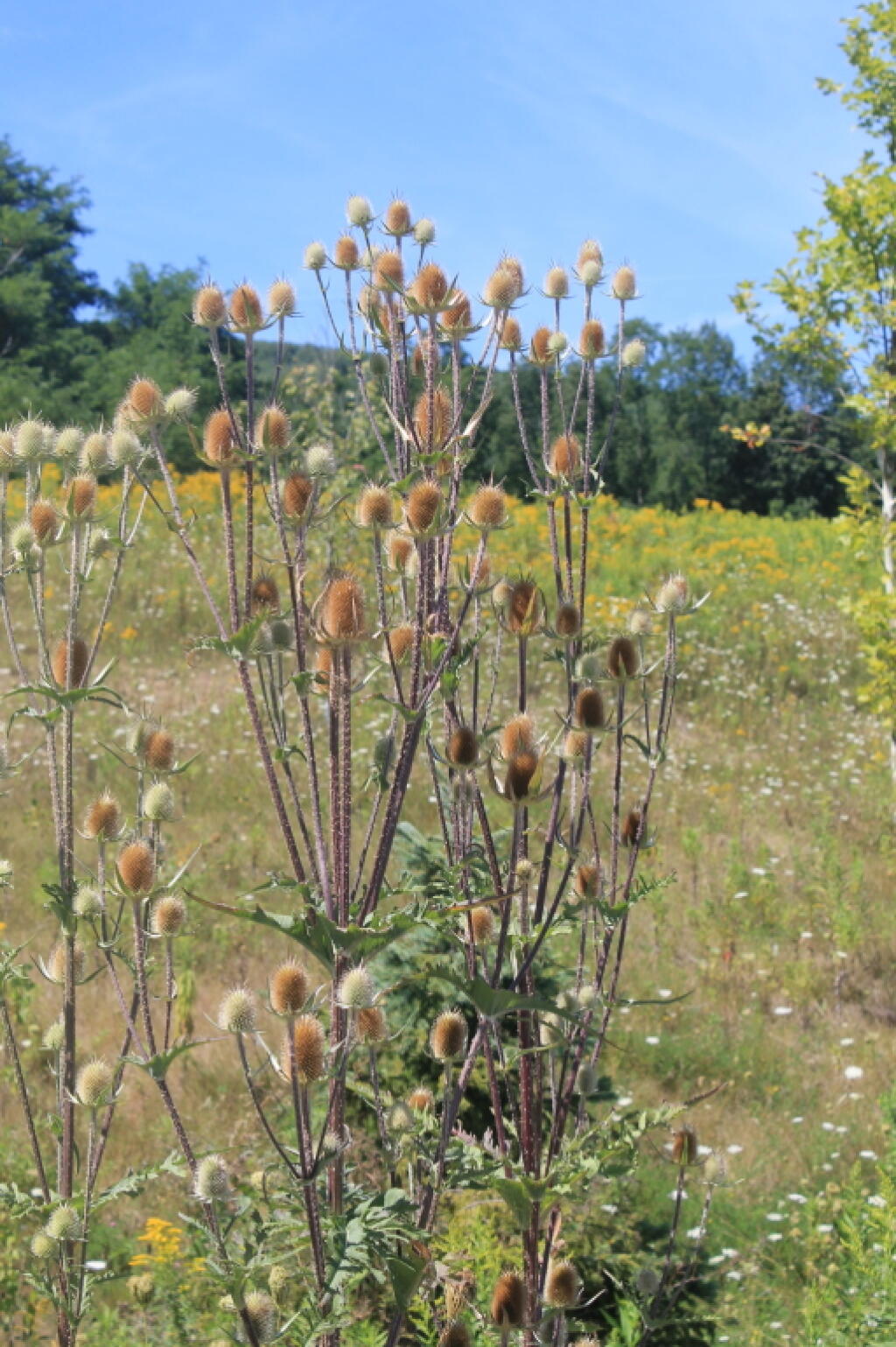 Photo: Roadside Thisles