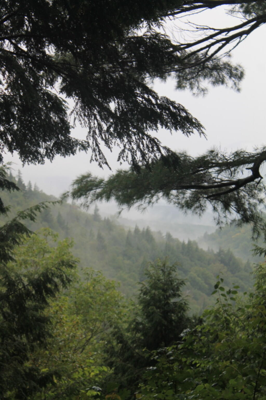 Photo: Into the Big Branch Gorge