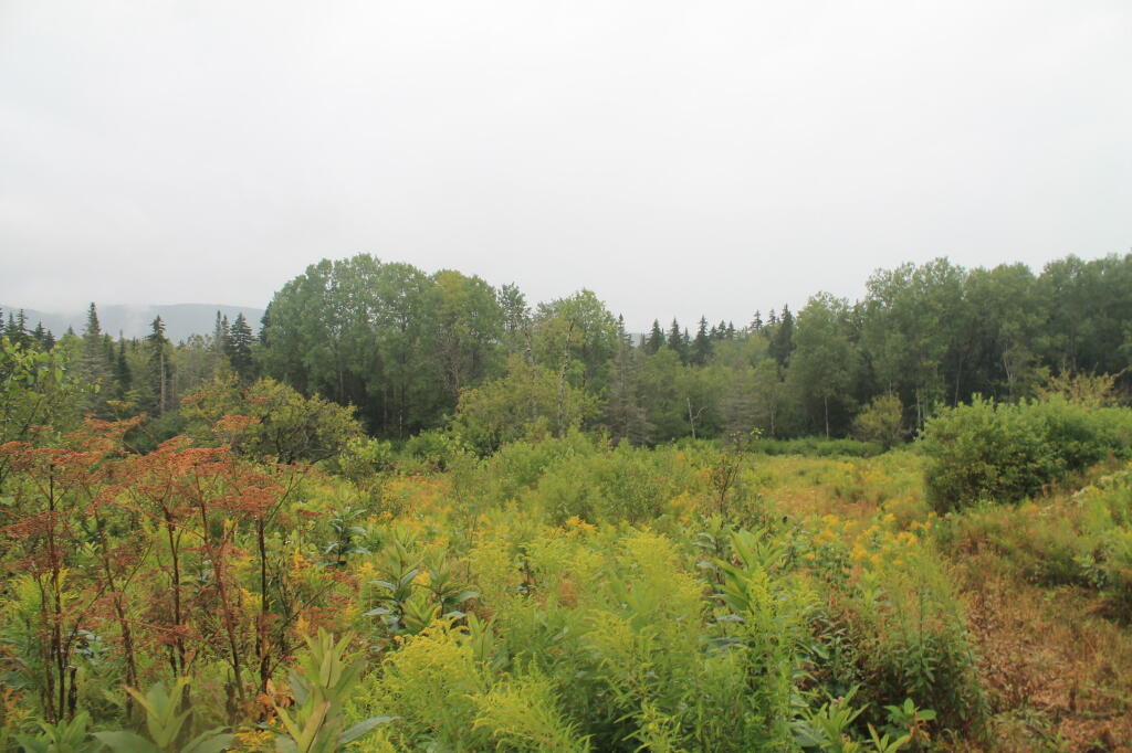 Photo: Clearing