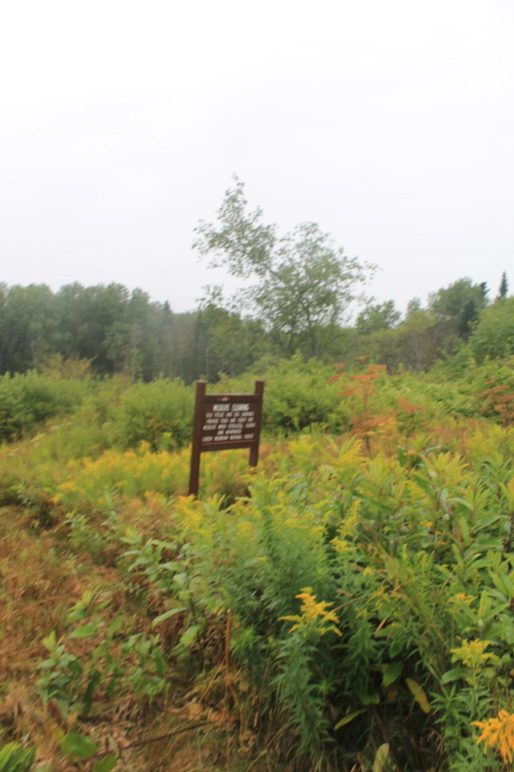 Photo: Wildlife Clearing Area Photo: Wildlife Clearing Area