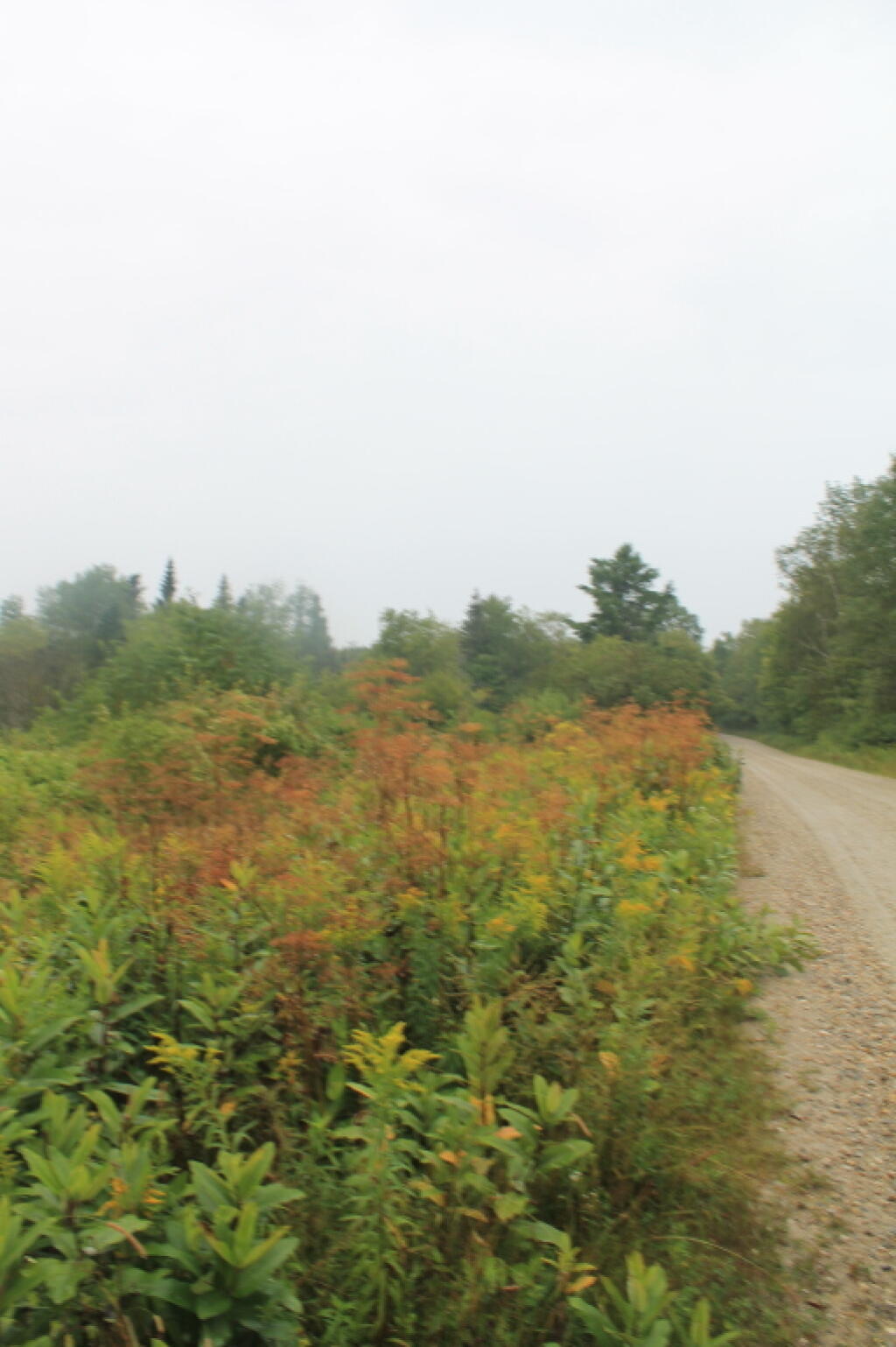 Photo: Along Forest Road 10 Photo: Along Forest Road 10