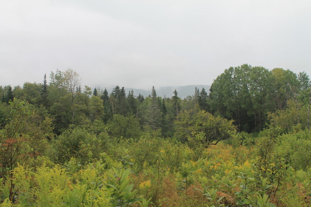 Photo: Sand Lake Outlet