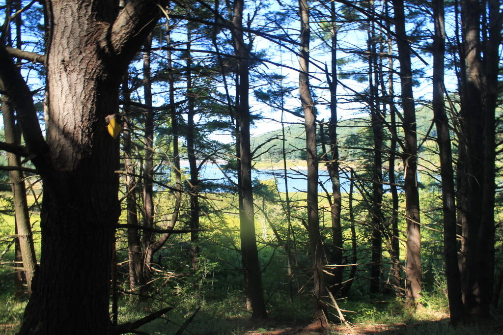 Photo: Looking Through Trees Into Reservior