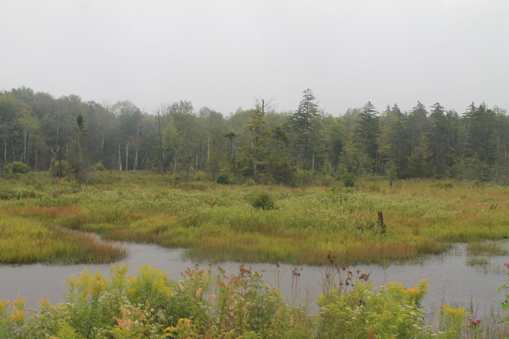 Photo: Wetlands Photo: Wetlands