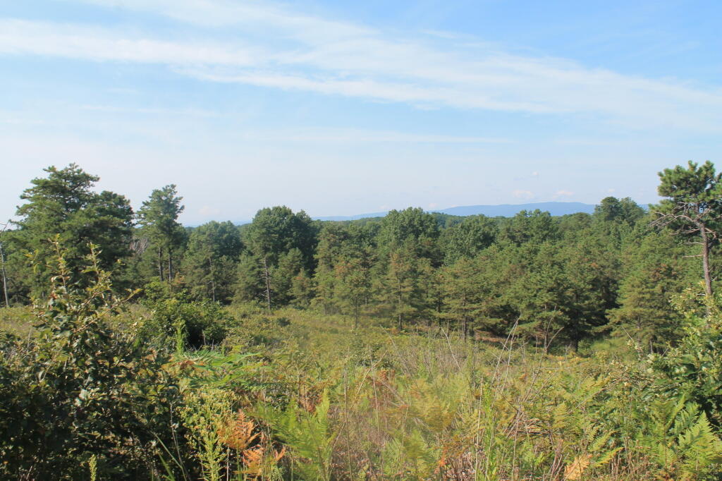 Photo: View from Overlook Dune Photo: View from Overlook Dune