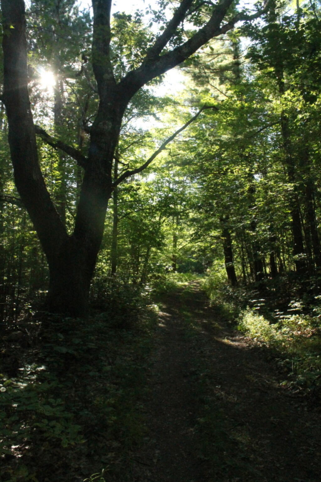 Photo: Sun in the Woods Photo: Sun in the Woods