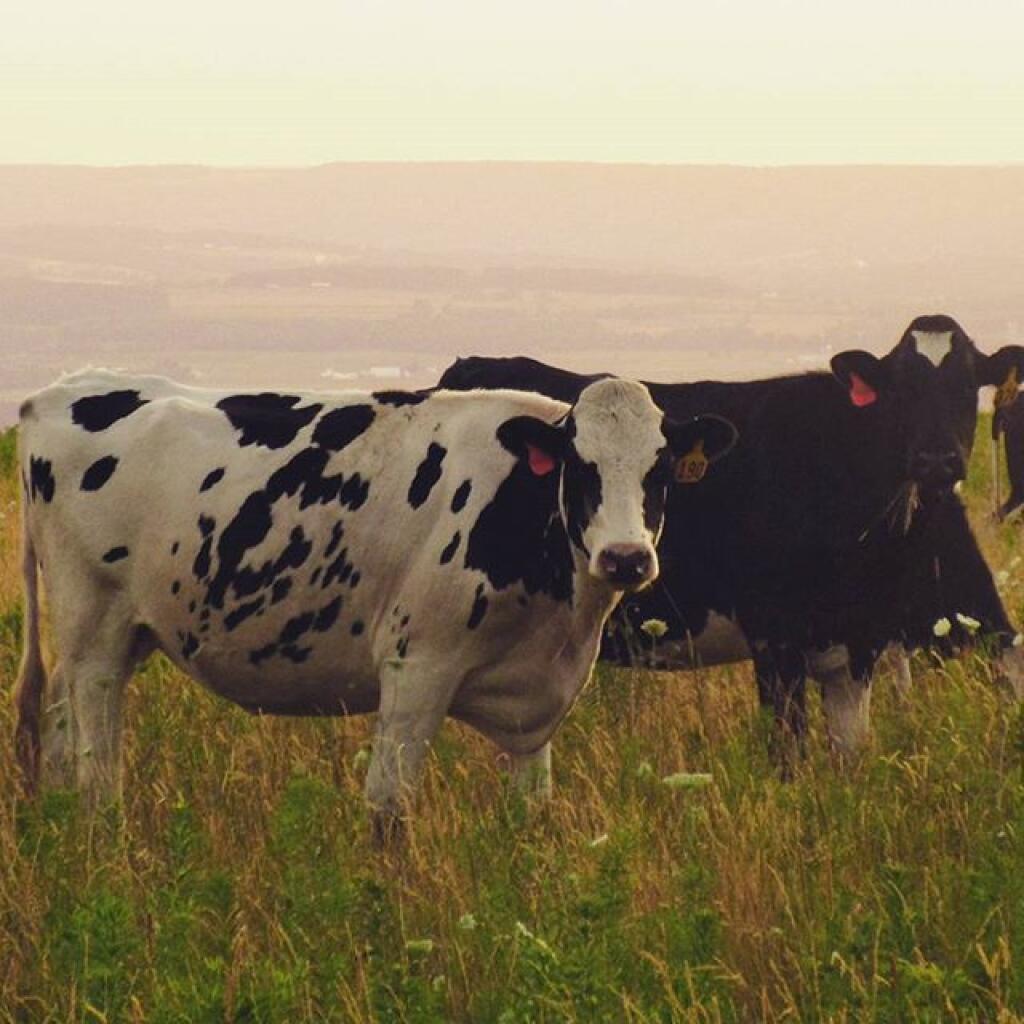Photo: Being watched as the sun set