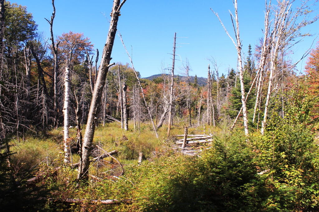 Photo: Swamp You Pass Starting to Hike Up Wakely Mountain Photo: Swamp You Pass Starting to Hike Up Wakely Mountain