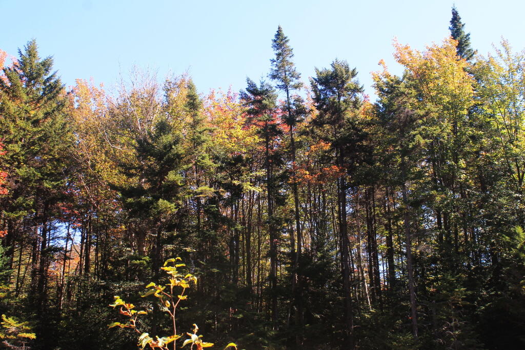 Photo: Along the Trail Photo: Along the Trail