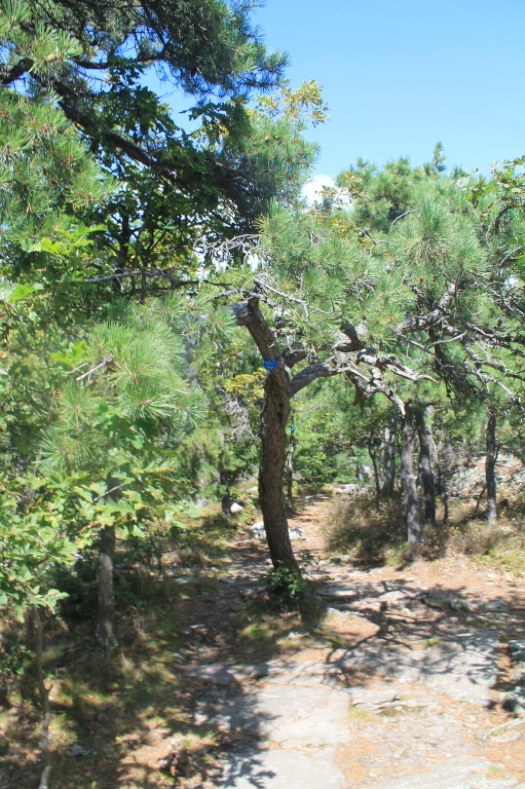 Photo: Pines Along Trail
