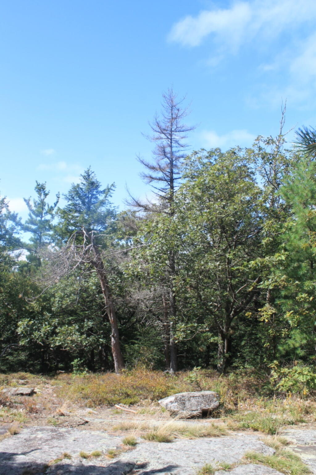 Photo: Along Trail