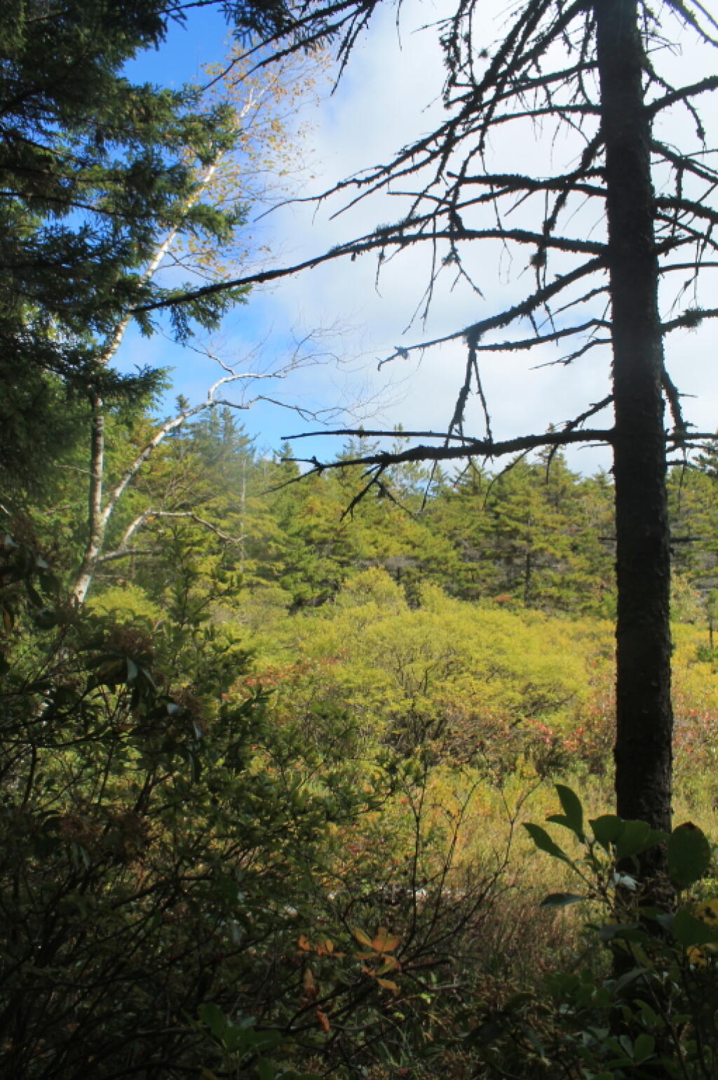 Photo: Wetlands Near Badmans Cave