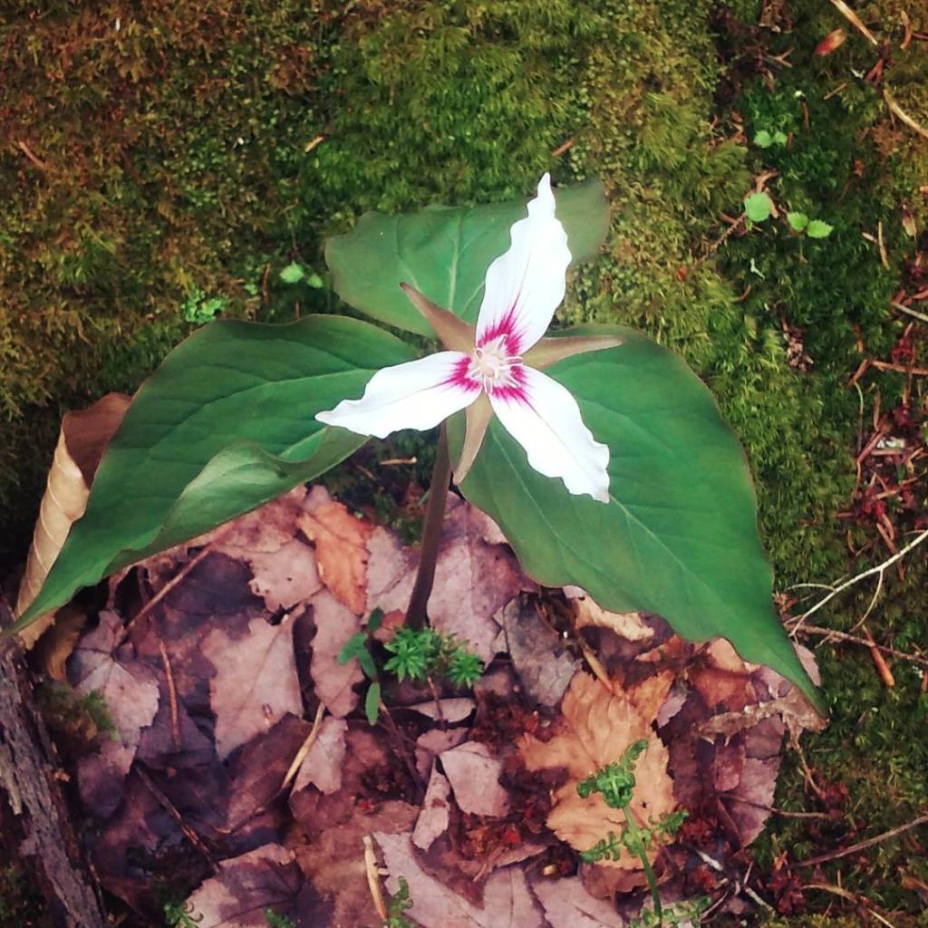 Photo: Painted Trillium