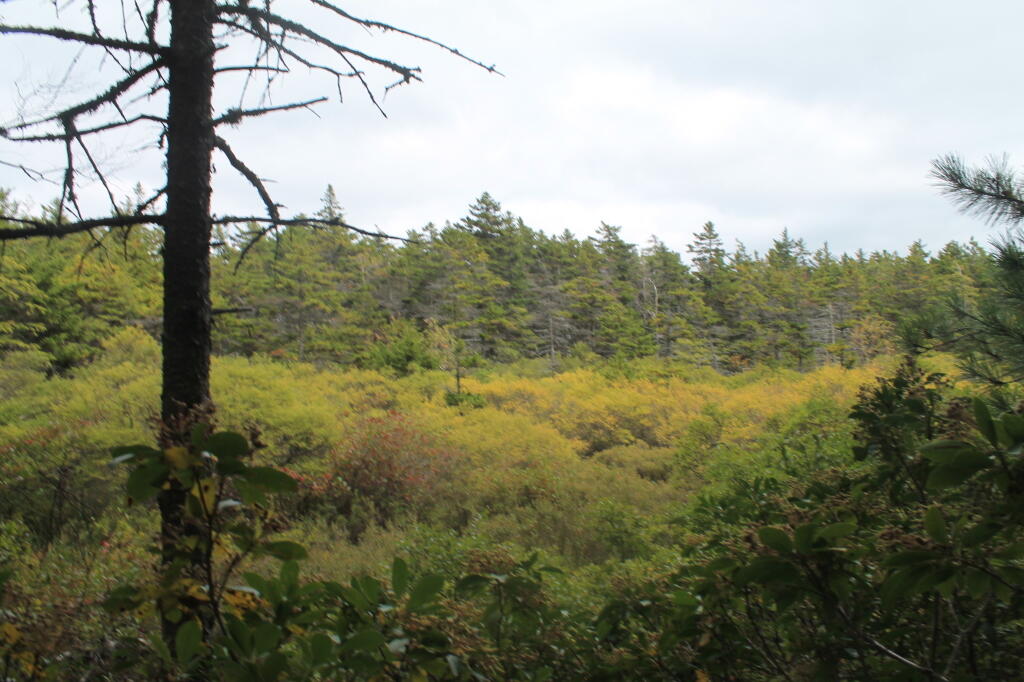 Photo: Wetland Near Badmans Cave