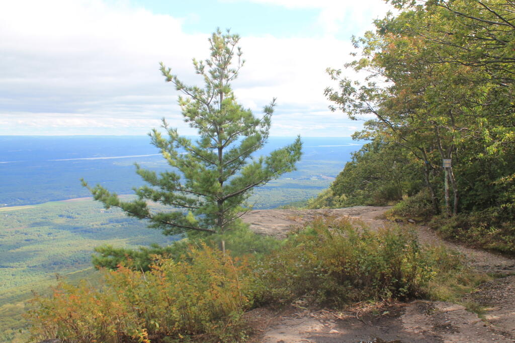 Photo: Tree on Ledge of Artist Rock