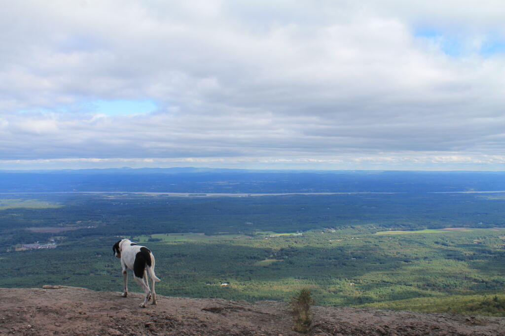 Photo: Dog Looks Off Ledge