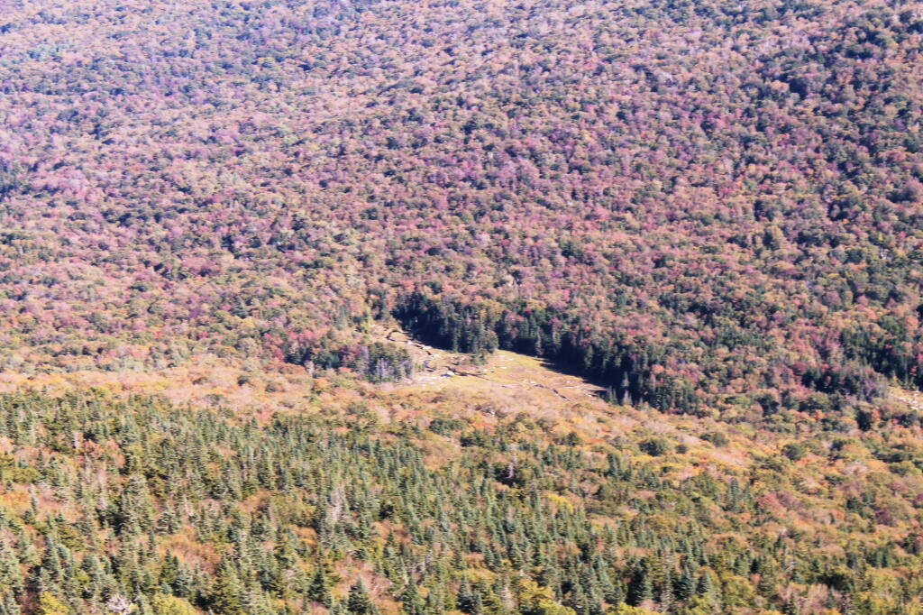 Photo: Looking Down at Swamp Below Firetower Photo: Looking Down at Swamp Below Firetower