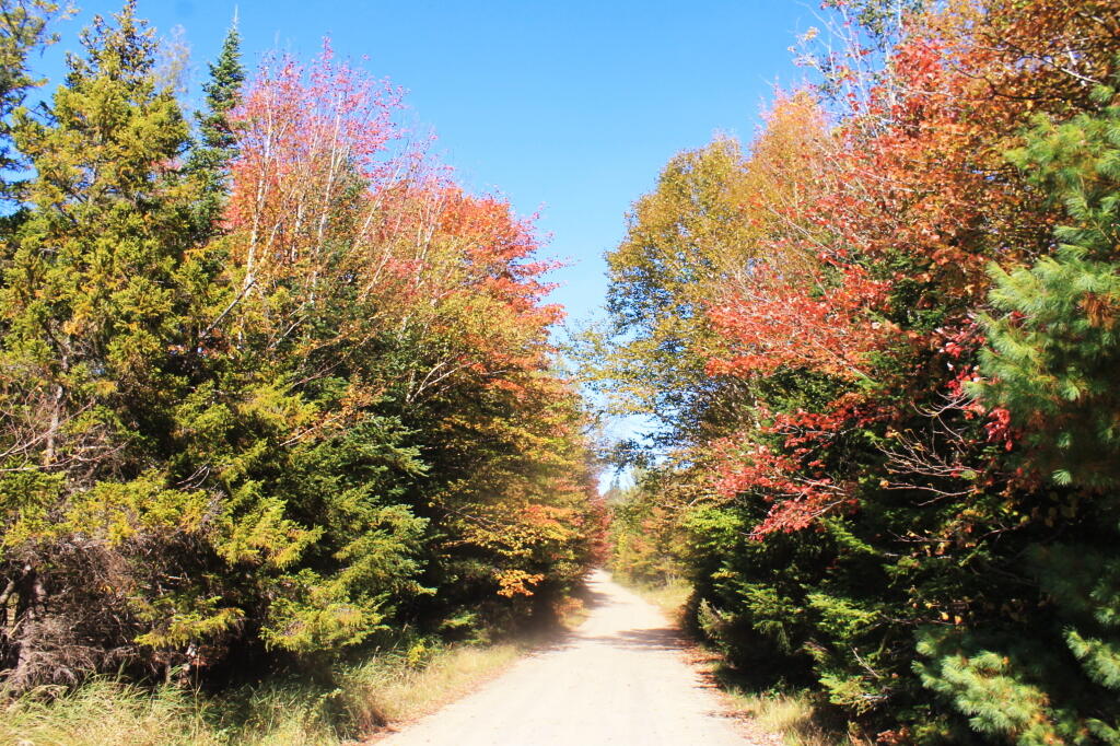 Photo: Near Silver Run Swamp