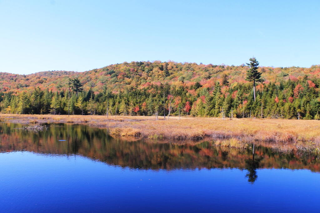 Photo: Silver Run Swamp