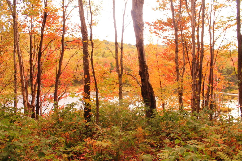 Photo: Almost To Musgrat Pond Photo: Almost To Musgrat Pond