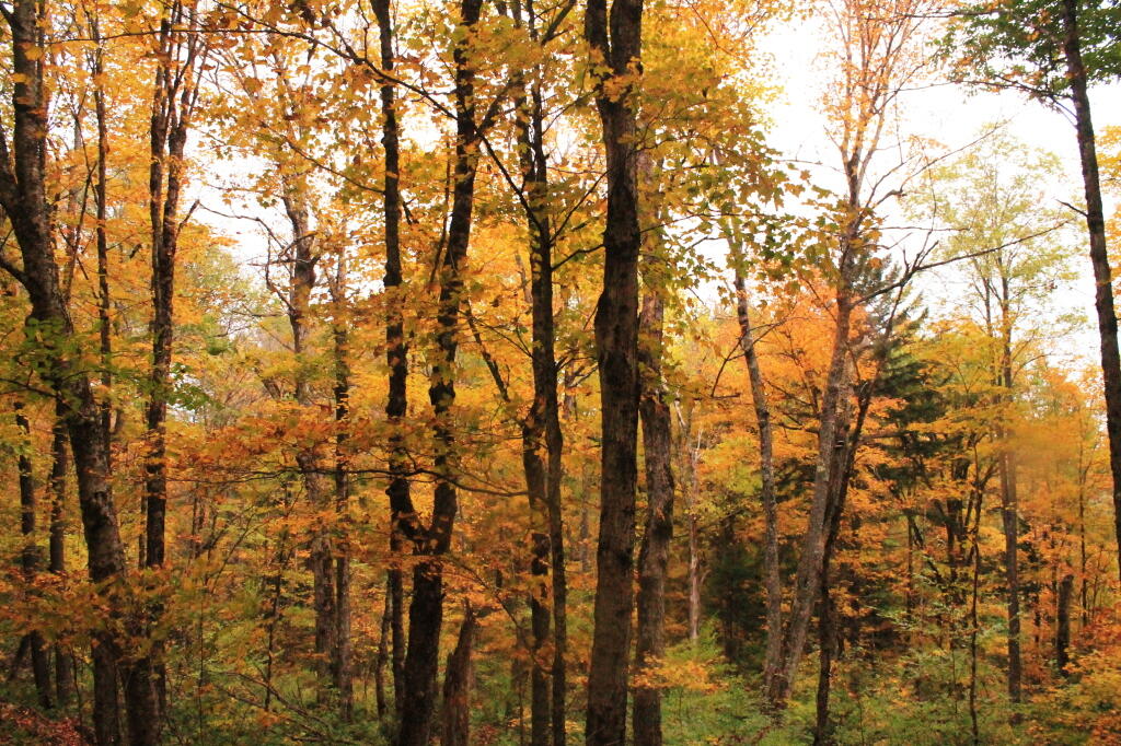 Photo: Along Indian Lake Road