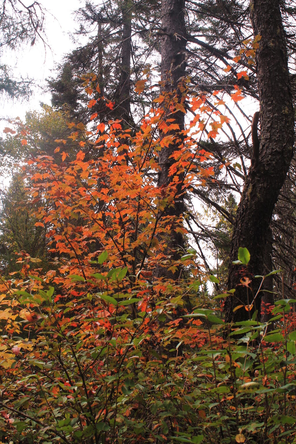 Photo: Another Maple Near Camp
