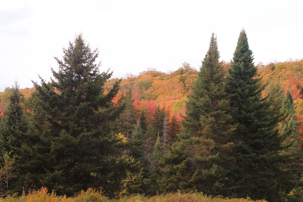 Photo: Big Spruce