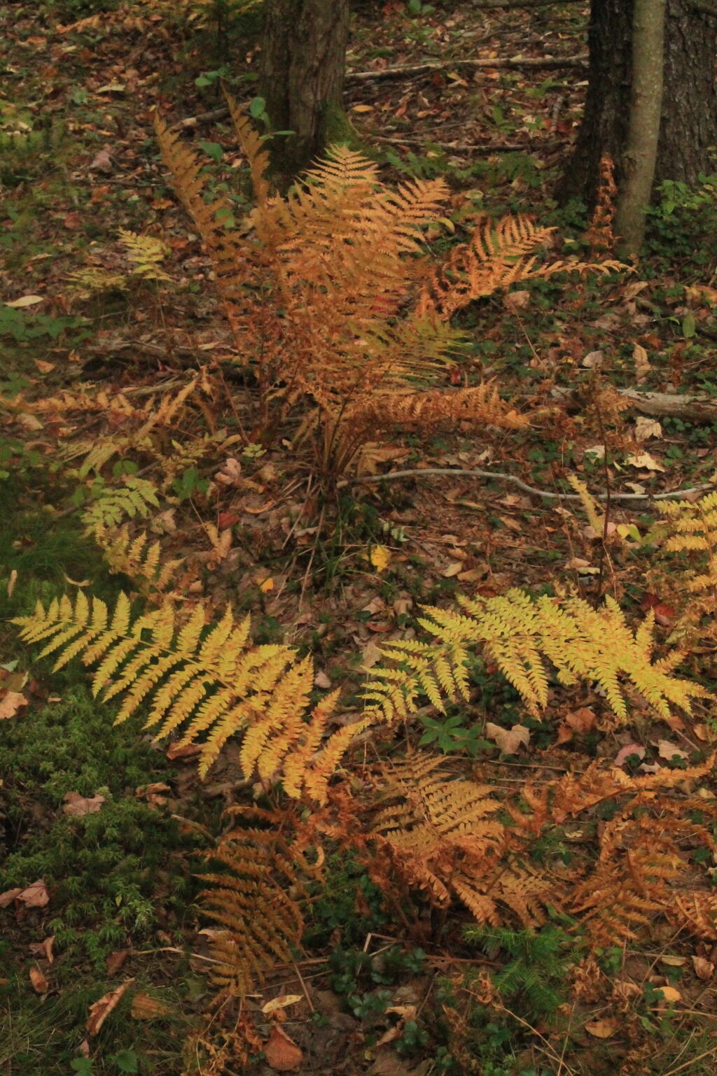 Photo: Ferns Photo: Ferns