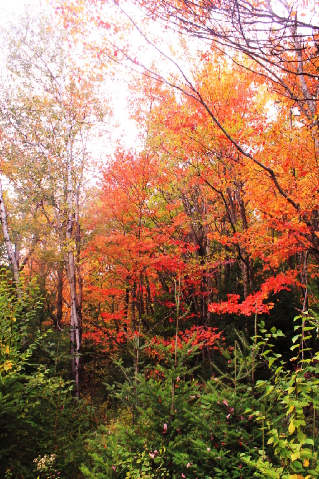 Photo: Foliage Along Closed Part Of Indian Lake Road