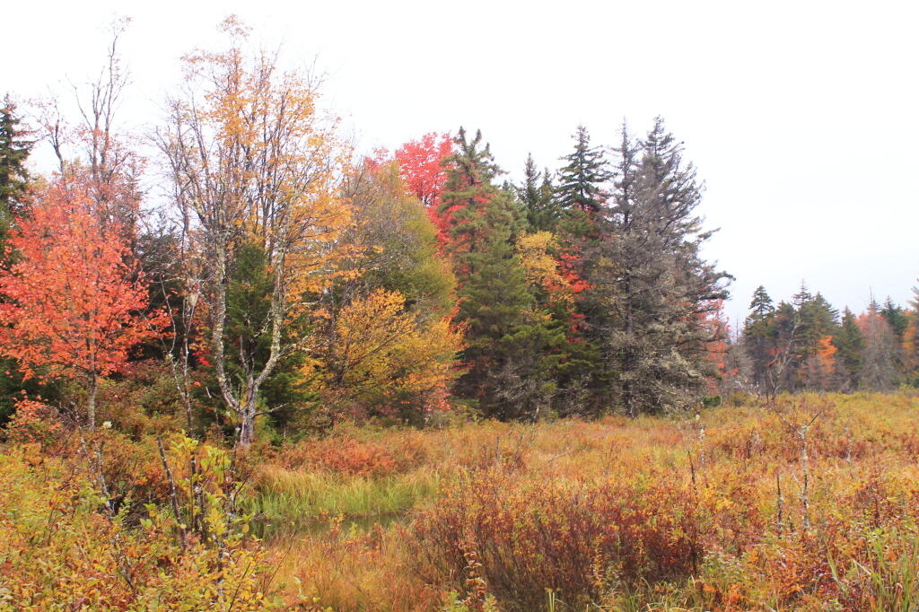Photo: Folliage Along Lost Ponds