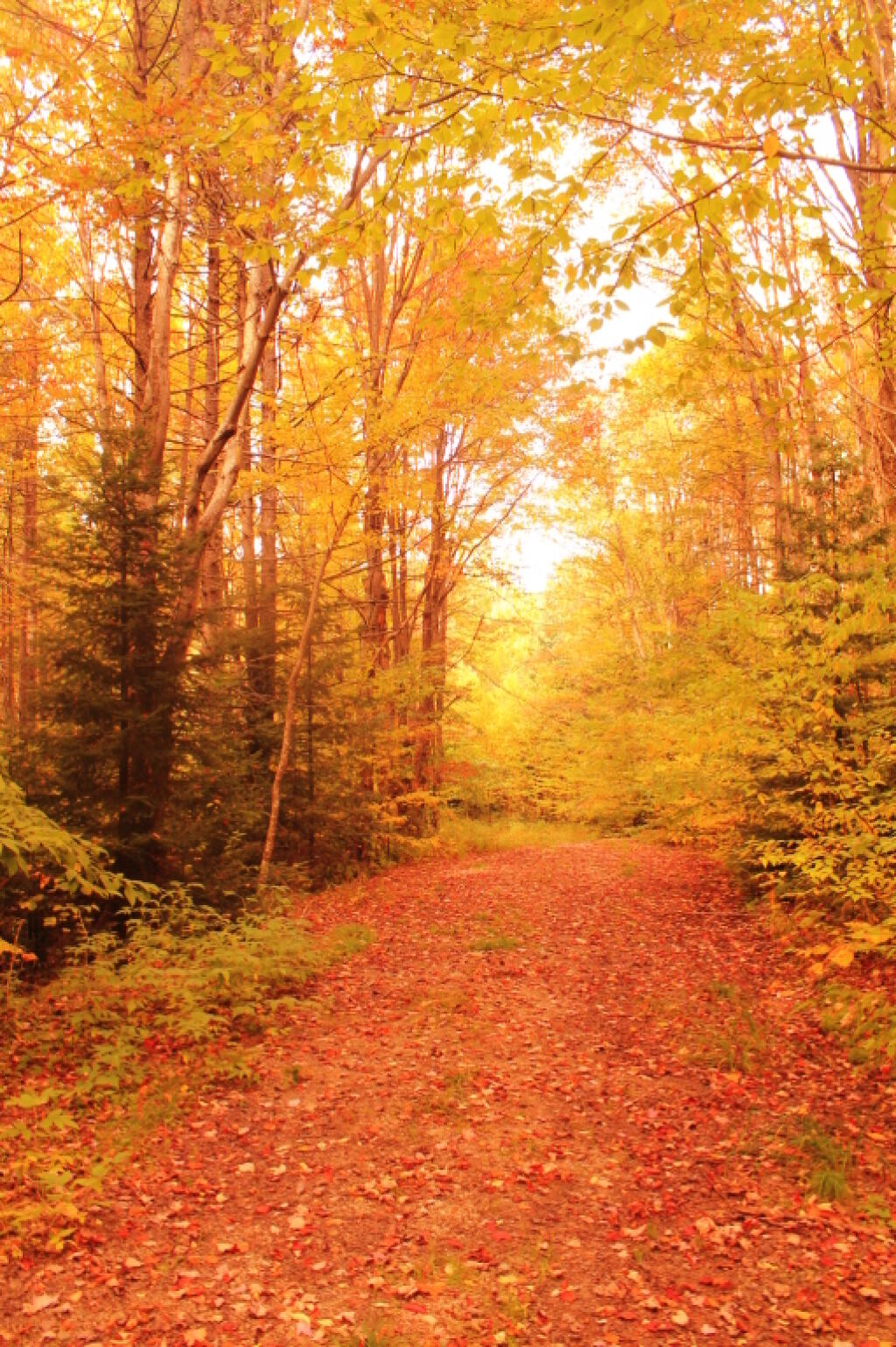 Photo: Gold Hike
