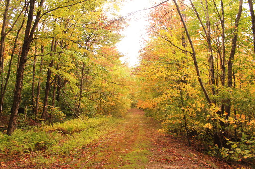 Photo: Golden Walk On Indian Lake Road