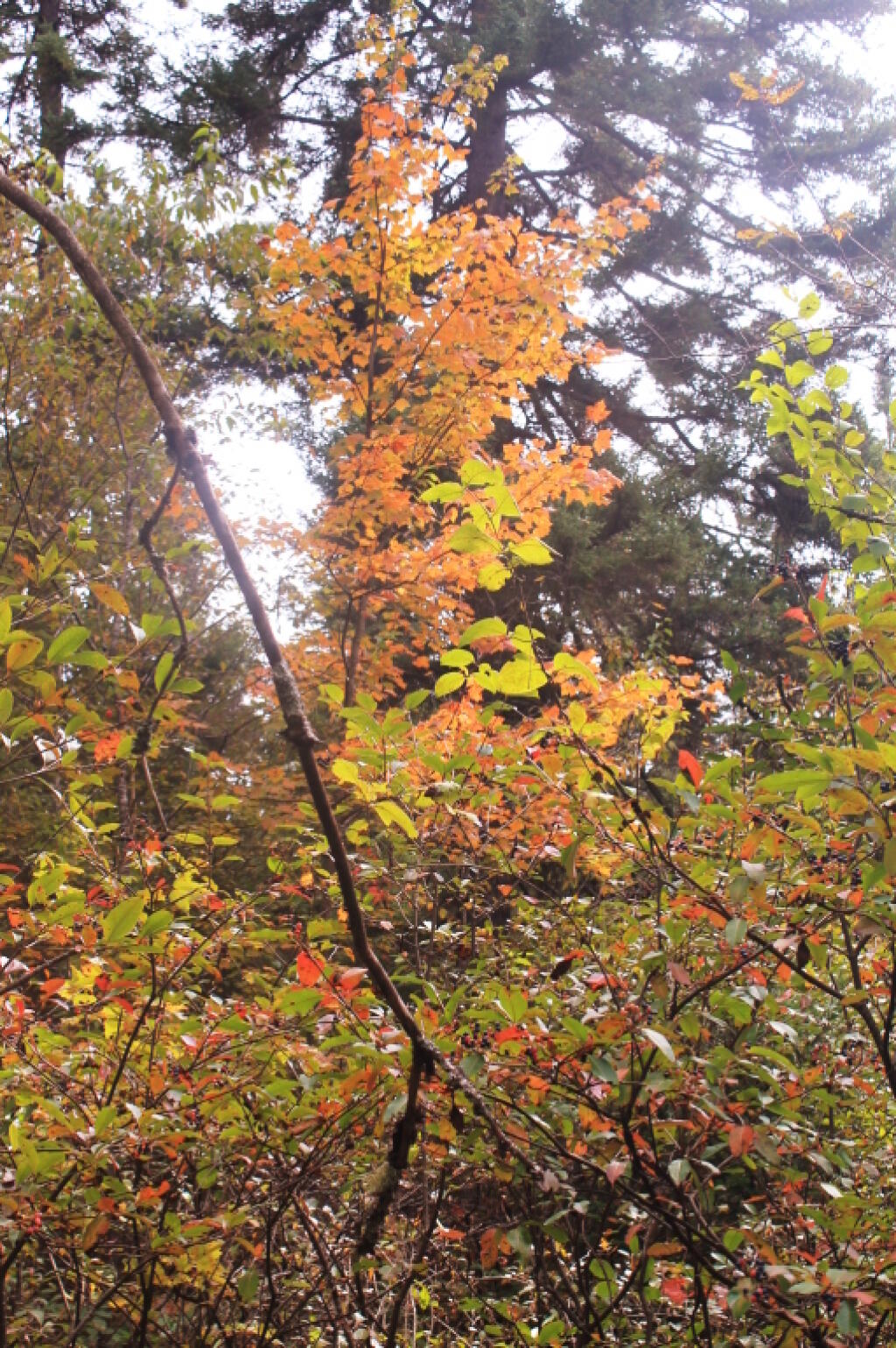 Photo: Just A Maple Near The Campsite
