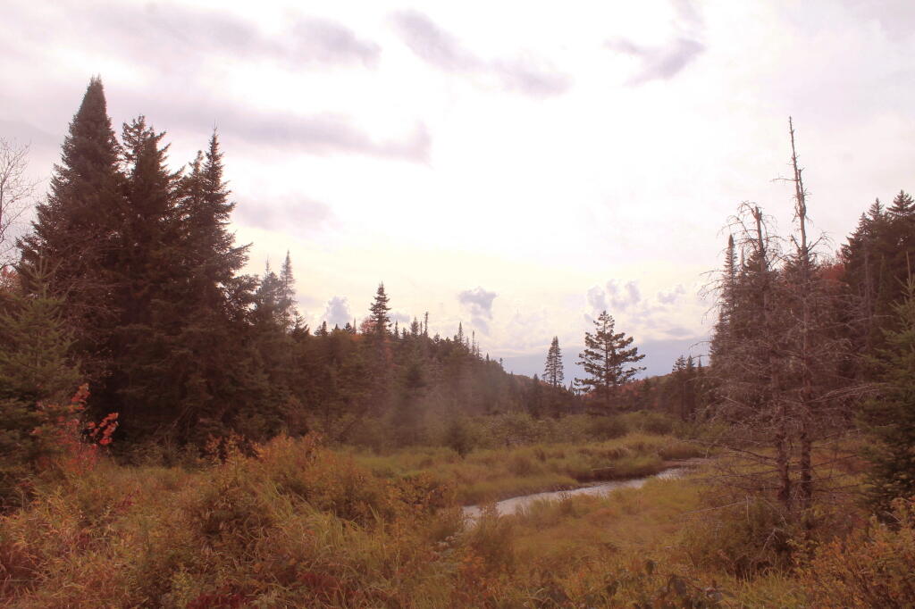 Photo: Musgrat Pond Photo: Musgrat Pond