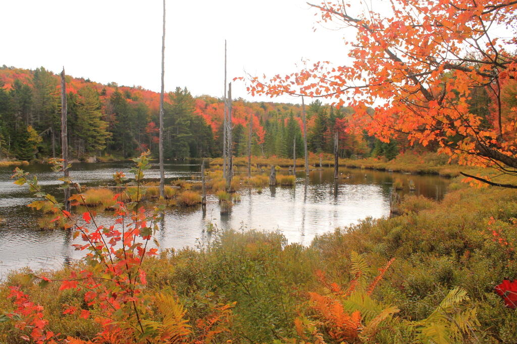 Photo: Muskrat Pond In Fall Photo: Muskrat Pond In Fall