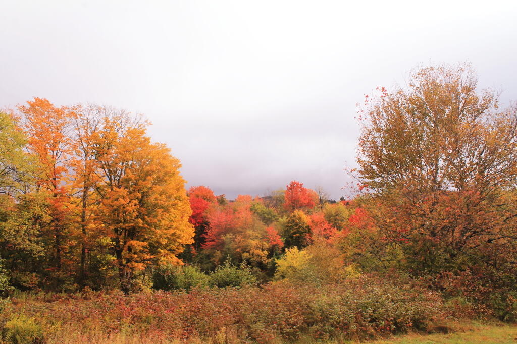 Photo: Near Cedar River Headquarter Photo: Near Cedar River Headquarter