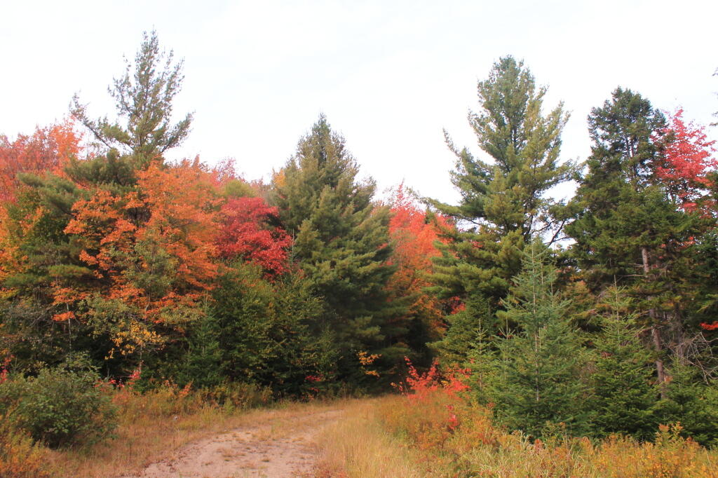 Photo: Near Musgrat Creek Photo: Near Musgrat Creek
