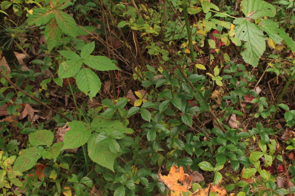 Photo: Posion Ivy At Indian Lake