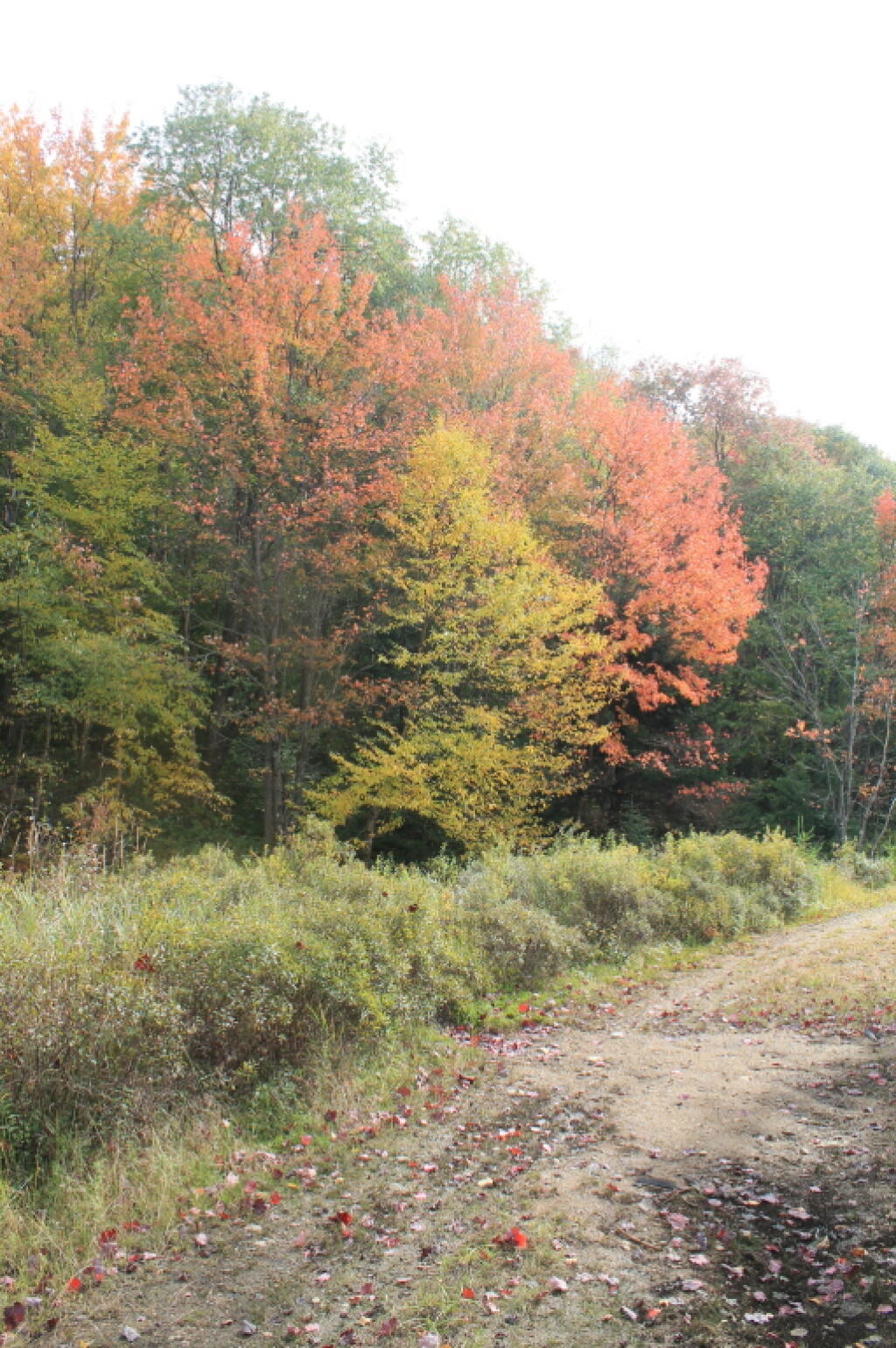 Photo: Roadside Foliage2
