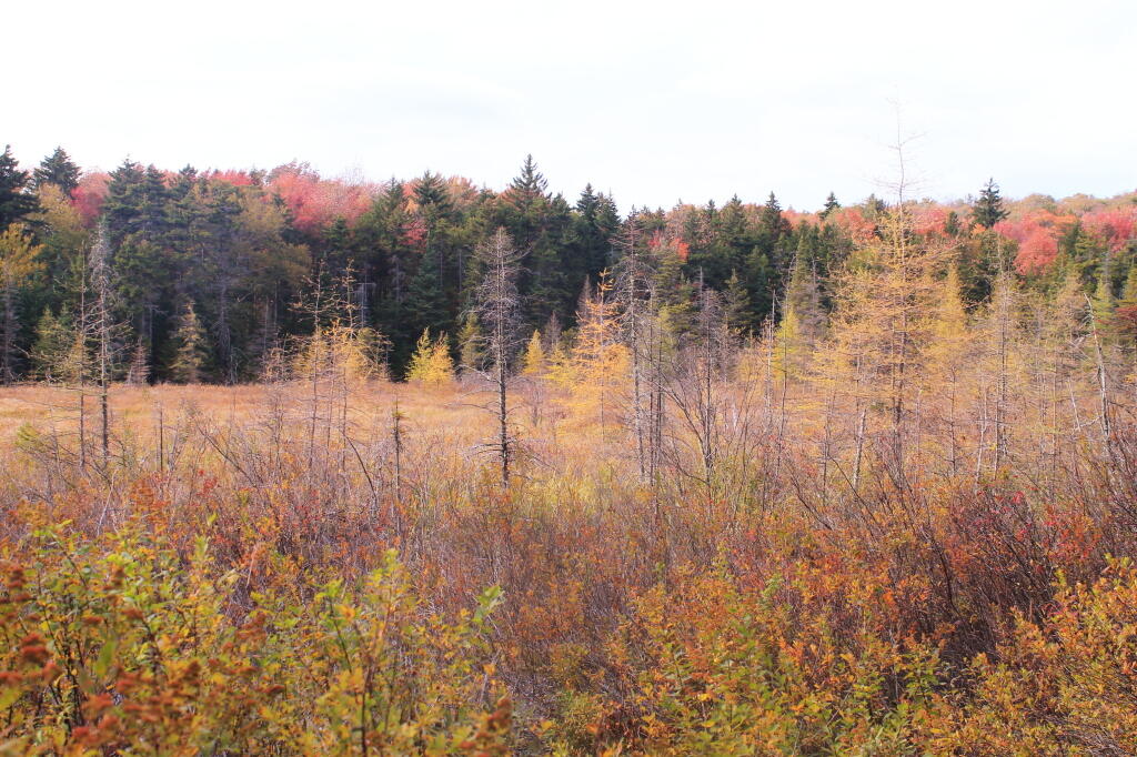 Photo: Swamp Near Indian Lake