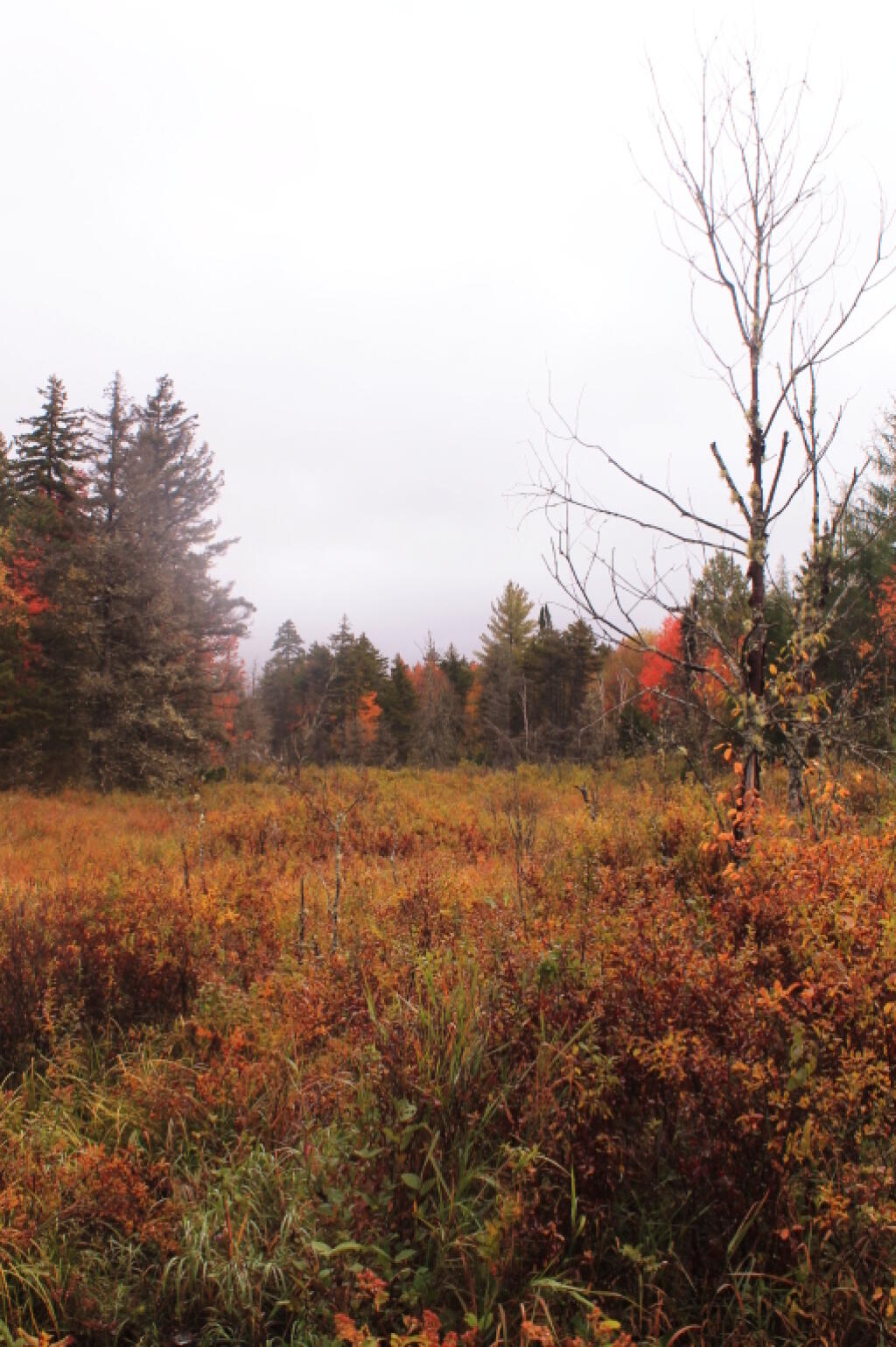 Photo: Swamp Near Lost Ponds Road