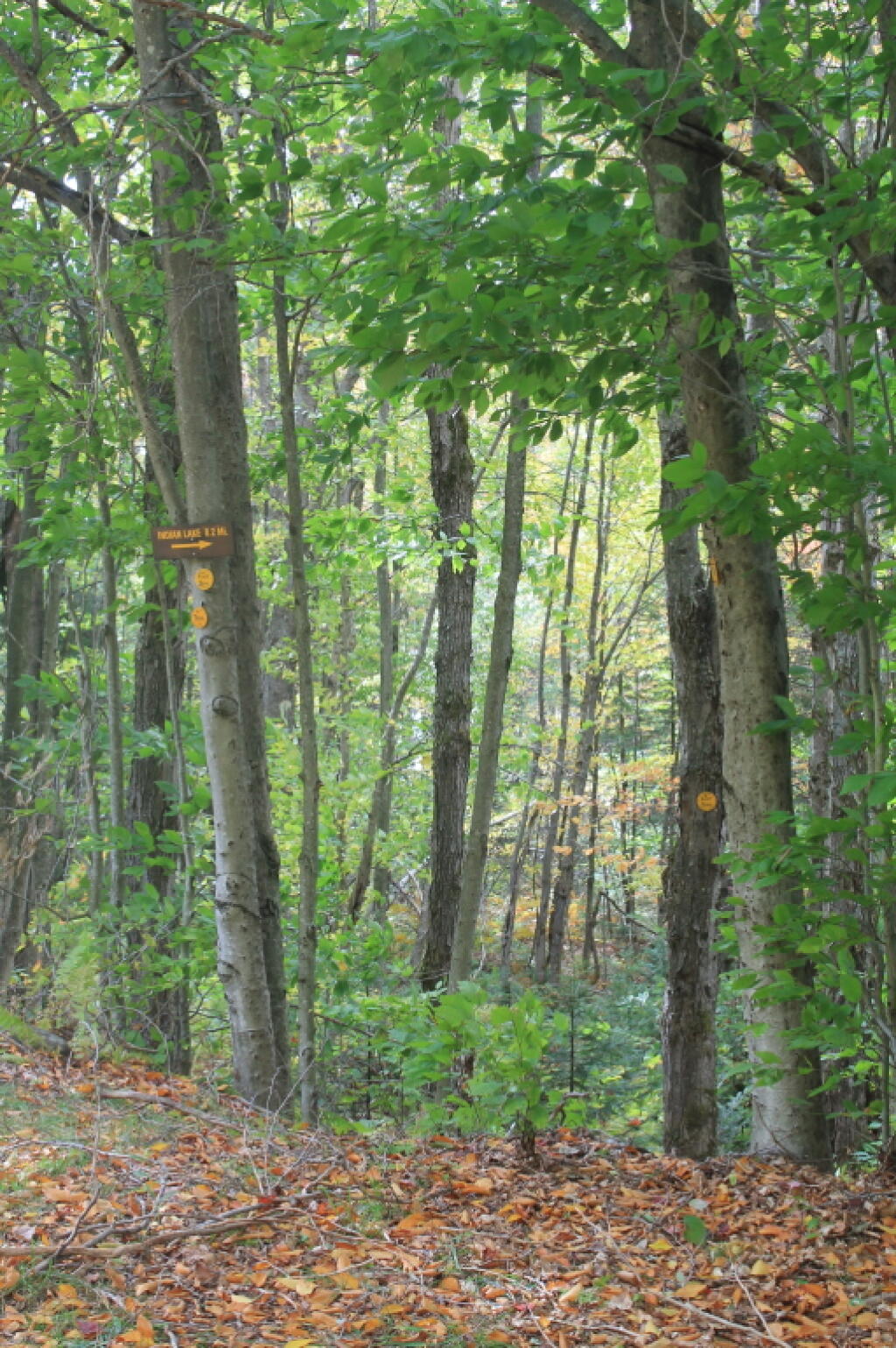 Photo: Trail To Indian Lake