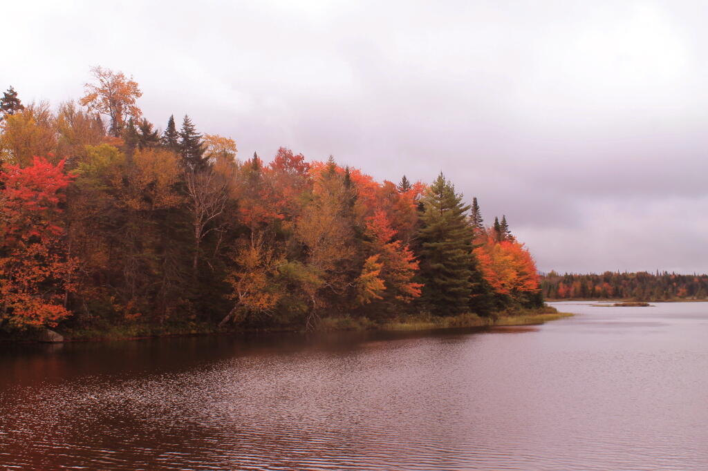 Photo: Trees Really Turning Color Along Cedar River Flow Photo: Trees Really Turning Color Along Cedar River Flow