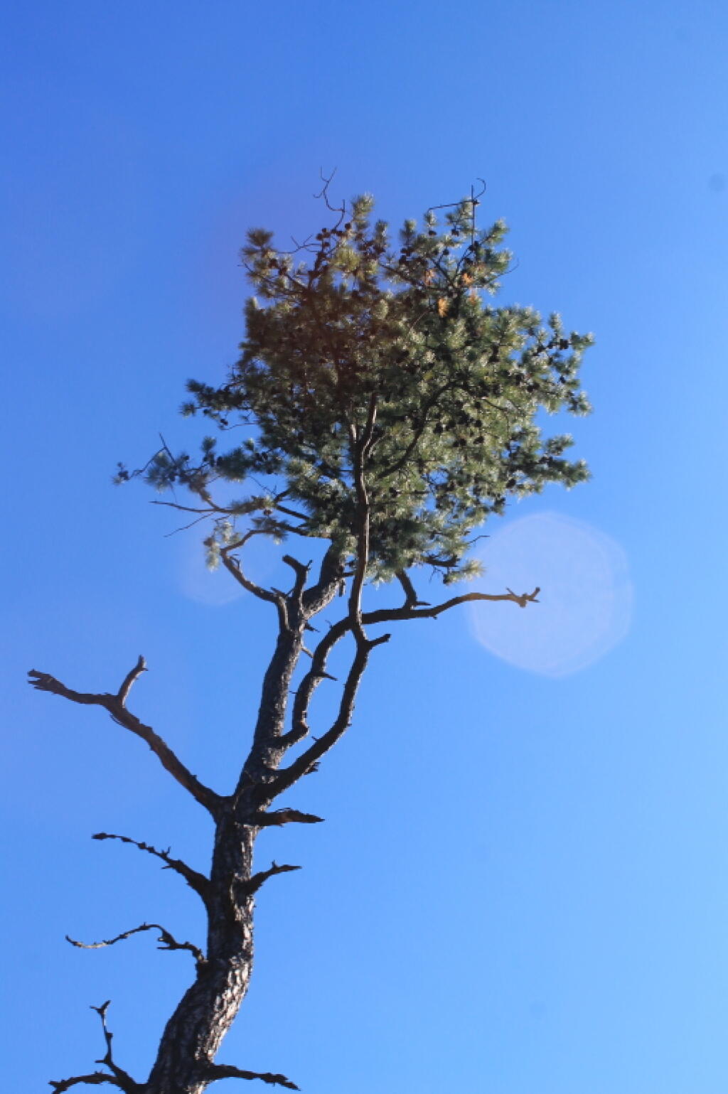 Photo: Pitch Pine