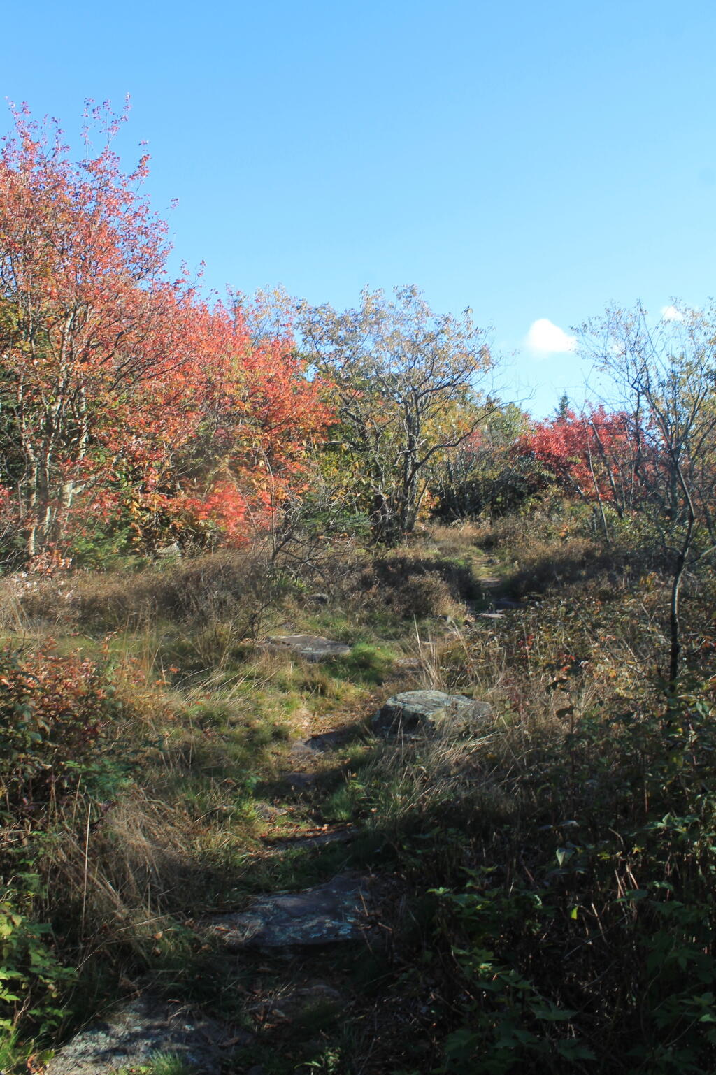 Photo: Clearing on Acra Point