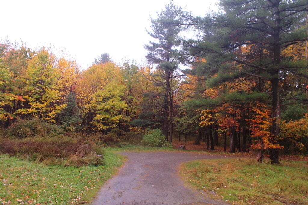 Photo: Dispersed Campsite on Picnic Area Road