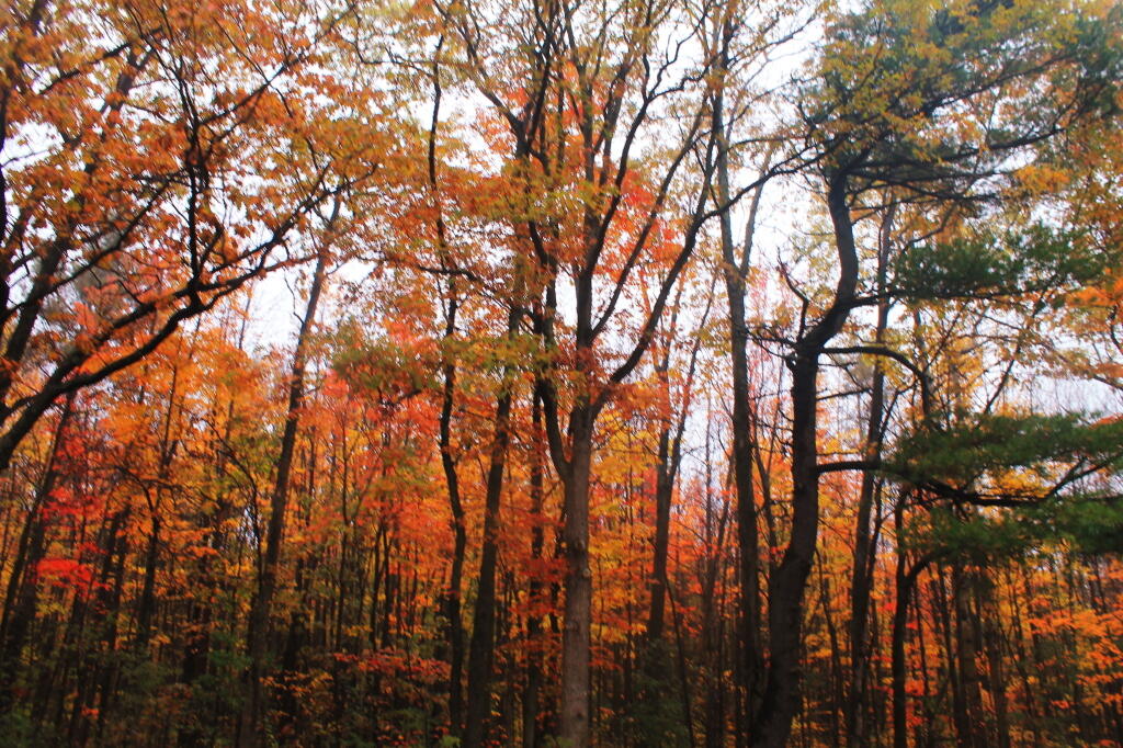 Photo: Maple Stand Photo: Maple Stand