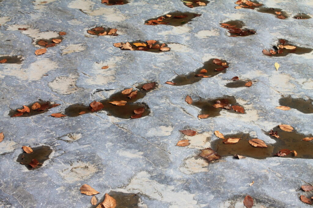 Photo: Leaves on the Pitted Rock Photo: Leaves on the Pitted Rock