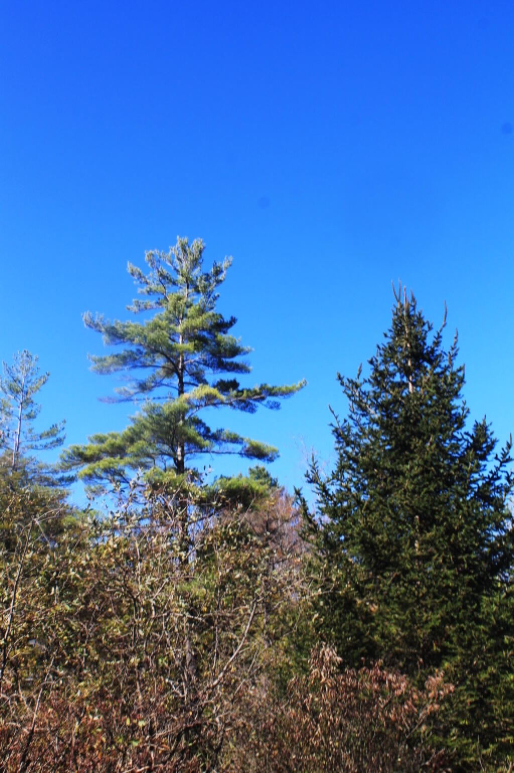Photo: White Pines